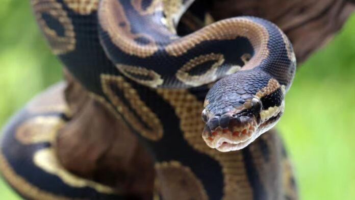 Python Blood Could Help In Reducing Obesity