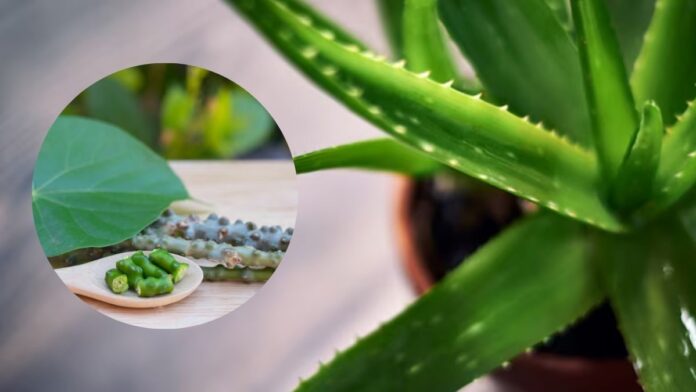 Ayurvedic Remedies For Fatty Liver