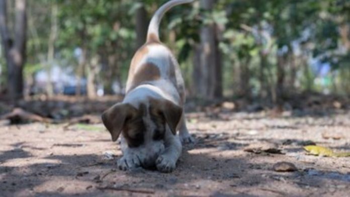 Canine Cancer Detection