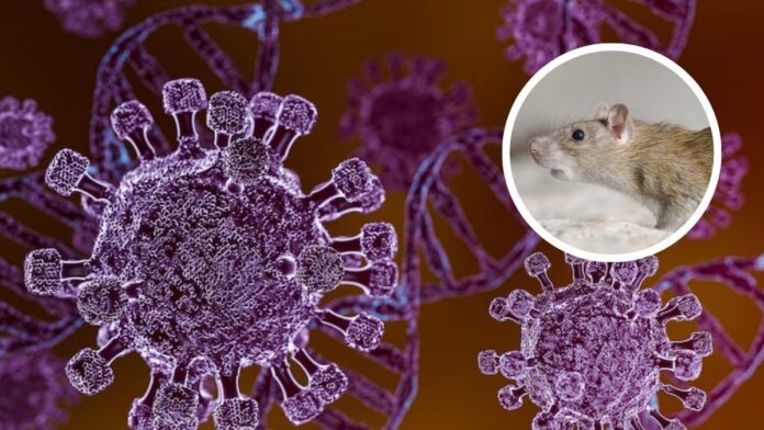 Hantavirus Outbreak 2026