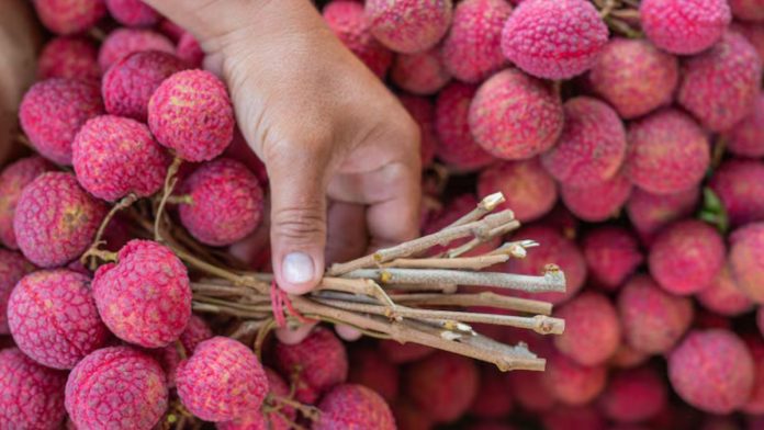 Daily lychee intake: लीची स्वाद में मीठी, लेकिन ज्यादा खाना पड़ सकता है भारी!