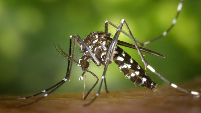 Dengue Symptoms