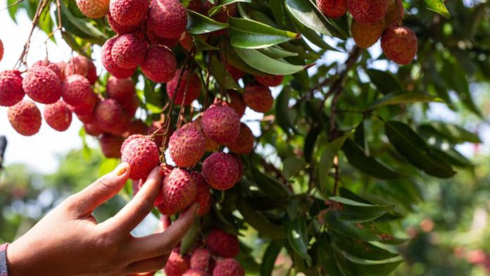 eat lychees on an empty stomach