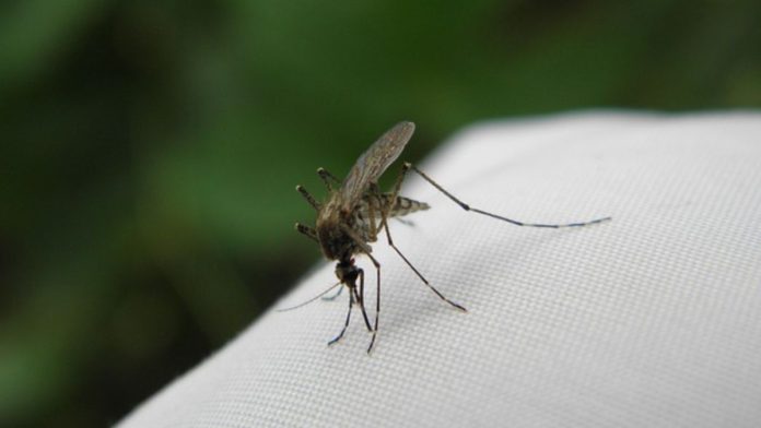 Mosquito Bite