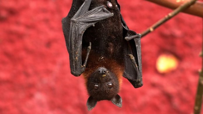 Rabies From Bat